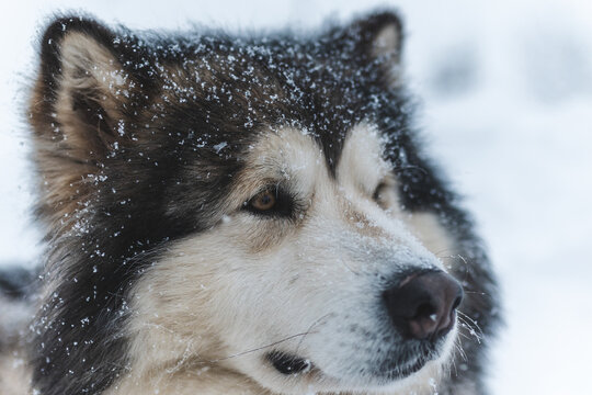 Close-up portrait of a northern sled dog covered in snow 
