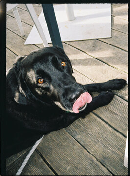 Black Labrador retriever lying on deck licking nose