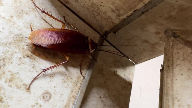 Close-up of a large brown cockroach crawling in a dirty wall corner inside a house. Pest control concept highlighting unsanitary conditions, urban infestation, and household bug problems.