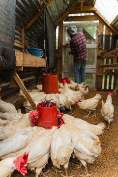 Poultry livestock feeding in sustainable backyard farm