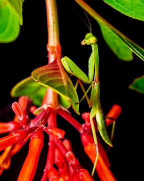 Praying mantis resting on red tubular flowers at night with a dark background.