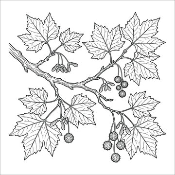 Platanus Orientalis Branch Botanical Illustration for Vintage Garden Designs