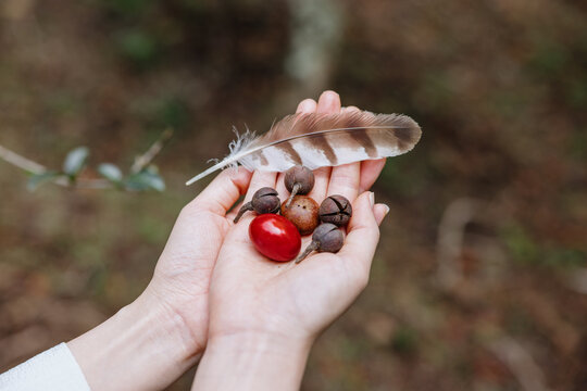Hands Hold Natural Objects in Forest During Daylight Hours
