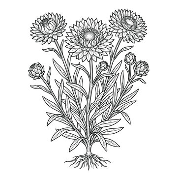 Xerochrysum Bracteatum Hand-Drawn Botanical Illustration for Wedding Invitations