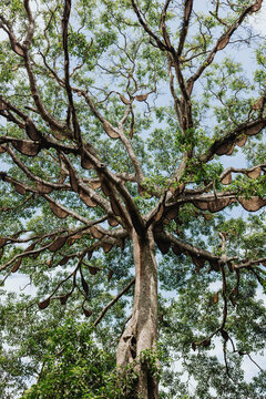 High Mountain Fig Tree with Dozens of Wild Beehives