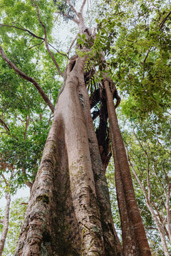Towering High Mountain Fig Tree Viewed from Forest Floor