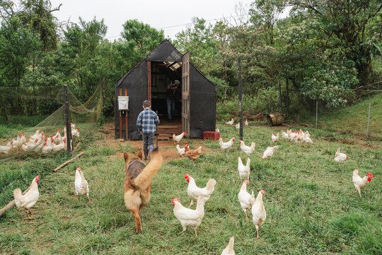 Farm operations with dog and poultry in enclosure