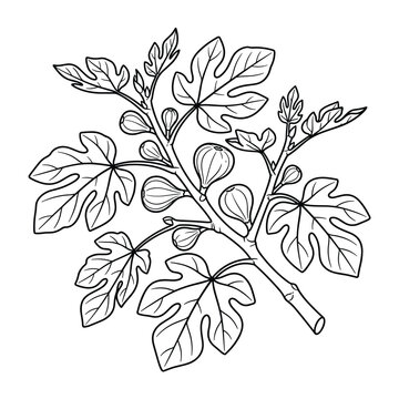 Ficus carica Branch with Fruits, Botanical Illustration Style, Decorative Floral Use, Nature Theme