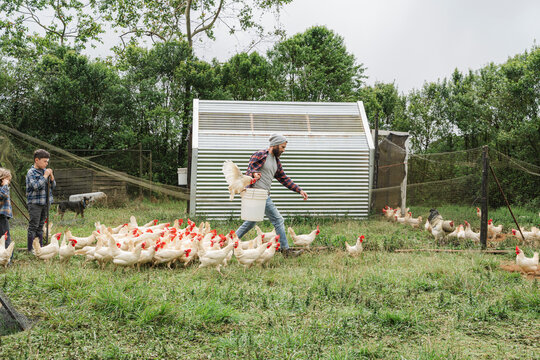 Farmer feeding free-range chickens on sustainable poultry farm