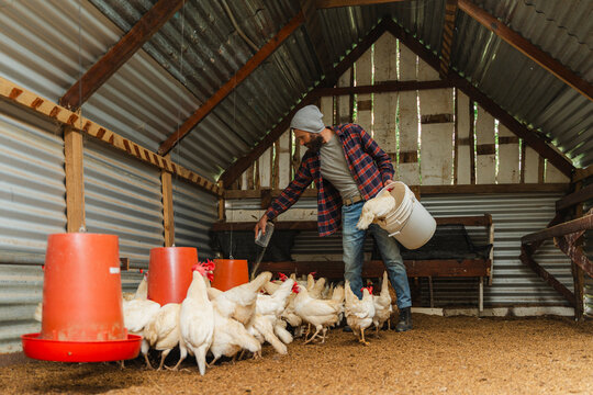 Farmer feeding chickens in poultry farm coop