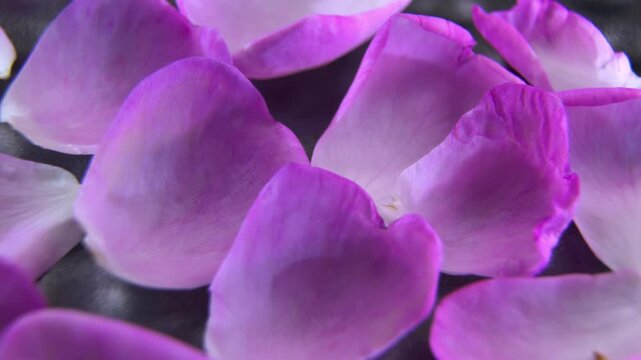 Pink Rosa x odorata Petals Rotating on Black Background