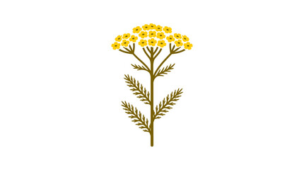 Yellow yarrow flower stalk illustration with green leaves. © Lahm