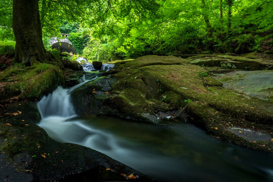 stream in the forest