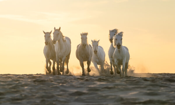 Horses in galloping in golden evening light
