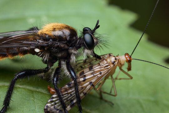 Extreme macro of a robber fly feeding on a scorpion fly on a green leaf in a garden, showcasing predatory insect behavior