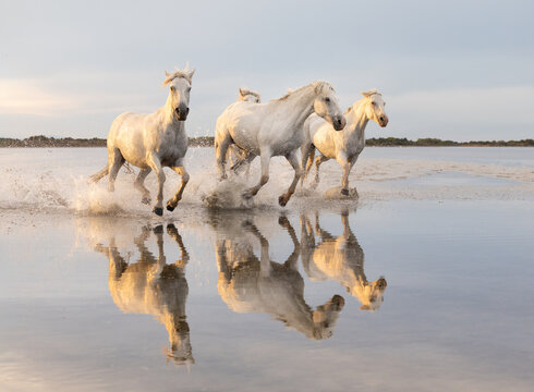 Horses galloping through water