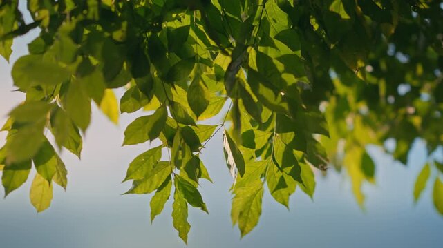 Close up green tree leaves blowing in gentle wind under warm golden sunlight at summer morning, fresh foliage blowing in breeze outdoors for eco friendly, nature background and environmental