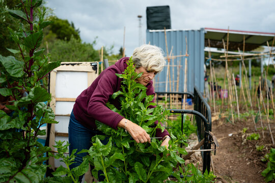 Woman harvesting fresh vegetables