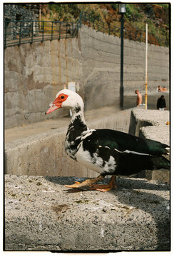 Muscovy Duck Standing on Concrete Wall at Jardim do Mar Madeira