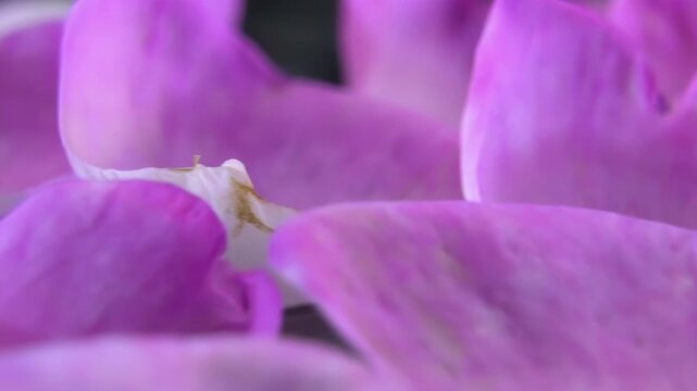 Fresh Pink Tea Rose Petals on Black Surface, Rotating Composition
