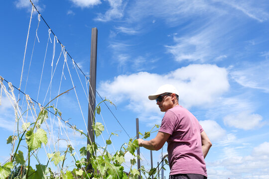A man works in his vineyard with grapes.