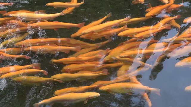 Ein Schwarm von  Goldforellen (Oncorhynchus aguabonita) schwimmt im Wasser