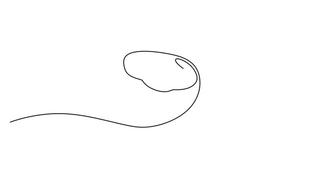 Continuous line drawing of half coconut, minimalist tropical fruit vector illustration, simple black outline art on white background 4k video