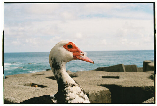 Muscovy Duck Head Portrait with Ocean Background, Jardim do Mar