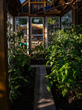 Home Greenhouse with Tomatoes