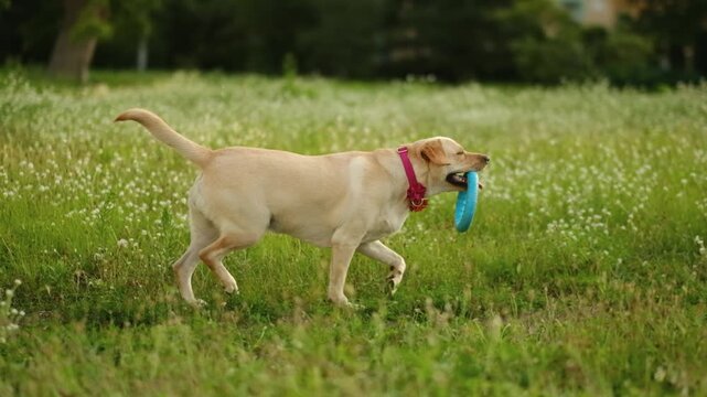 A playful yellow Labrador catches a blue ring on green grass outside.