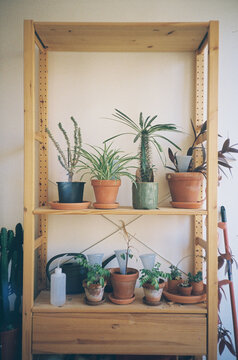 Cabinet filled with plants