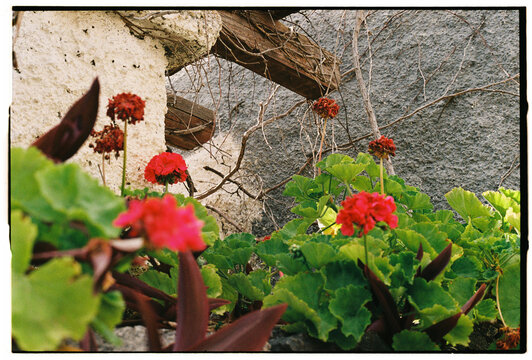 Red and Pink Geraniums by Weathered Stone Wall, Madeira