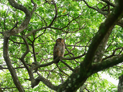 Brown Wood Owl Resting in Tropical Forest Canopy