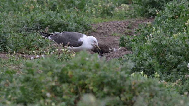 A gull preying on a puffin chick on a coastal cliff, capturing a stark moment of natural predation. 