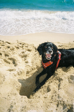 Dog Plays and Digs at Beach