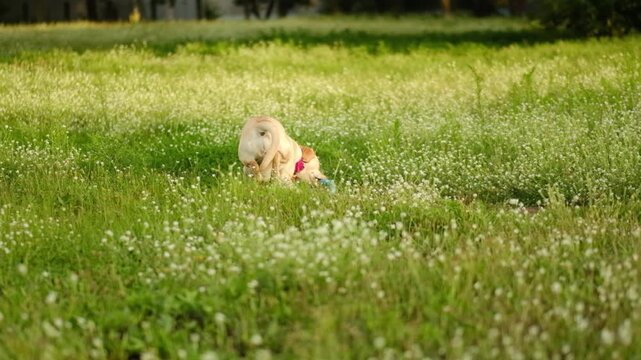 A playful yellow Labrador catches a blue ring on green grass outside.