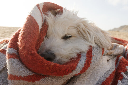 Little white dog snuggled in blanket