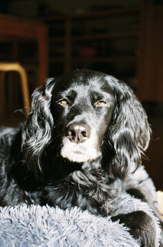 Shiny Black Dog in the Sun