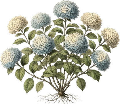 Vintage hydrangea flower bush botanical vector illustration on a transparent background