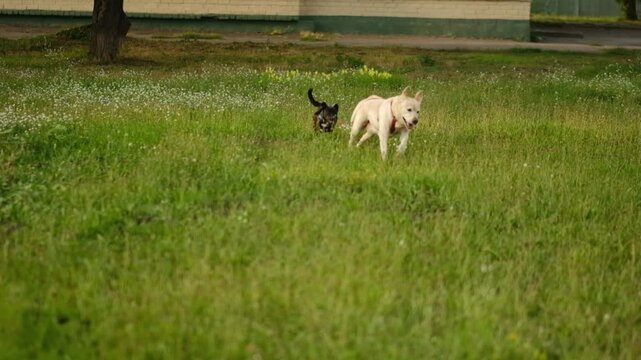 Two happy dogs play together on a green field in summer.