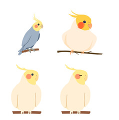 Naklejka premium Set of cockatiels birds