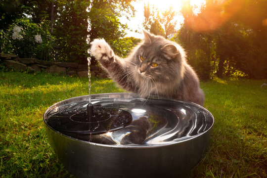 longhair cat playing with solar water fountain outdoors in sunny garden during summer heat wave