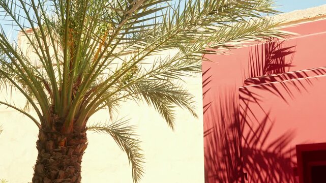 Sunlit Palm Tree Against Warm Red Wall With Dramatic Shadows And Mediterranean Vibes