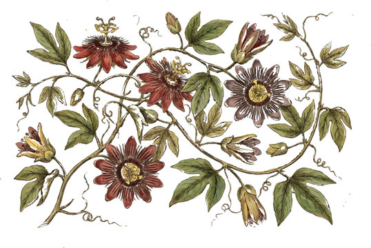 Vintage color floral vine pattern border vector design element on a transparent background