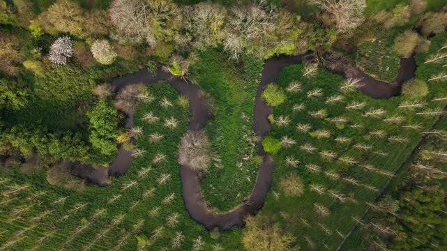 Meandering river curves through green countryside with evenly spaced tree rows. Top down drone view in Normandy, France
