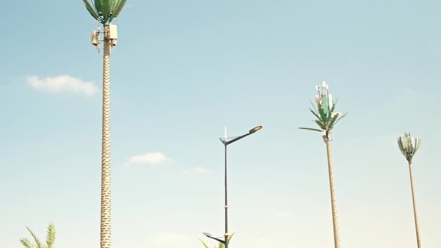 Cell Phone Towers Disguised As Palm Trees With Telecommunication Antennas Under Clear Blue Sky