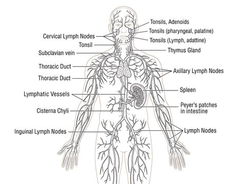Human lymphatic system anatomy diagram with labels isolated on transparent background for study