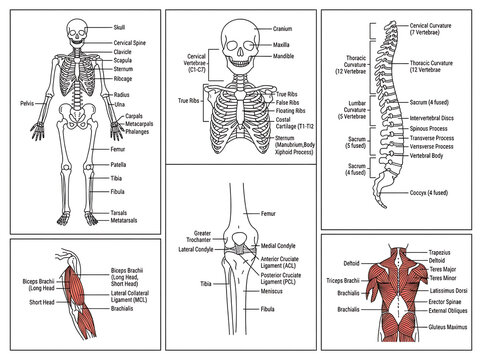 Human skeletal system anatomical chart isolated on transparent background for medical education