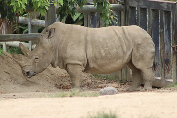 Southern White Rhinoceros Standing in Natural Enclosure © andres