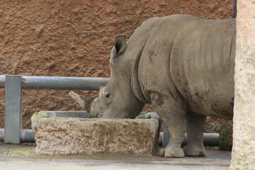 Southern White Rhinoceros Standing in Natural Enclosure © andres